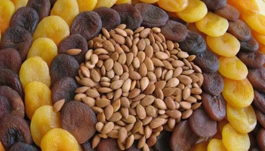 Acı Kayısı Çekirdeği Faydaları Nelerdir? 4 Önemli Etki!