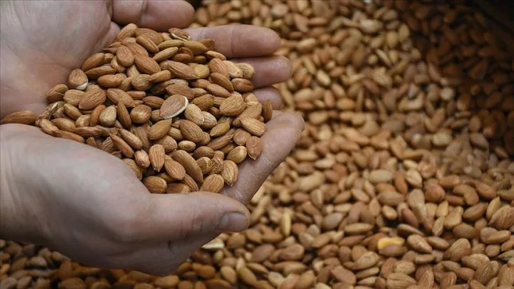 Acı Kayısı Çekirdeği